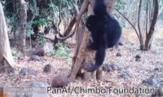 Chimpanzees Performing a Bizarre Ritual
