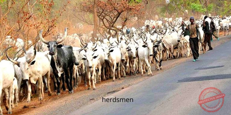 herdsmen Photo