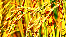 Rice Paddies Photo