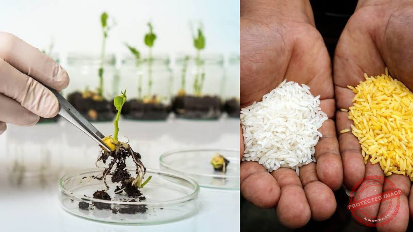 “Mutant Rice or Silent Risk?” – Aproko Doctor Faces Heat Over Bill Gates GMO Push in Nigeria