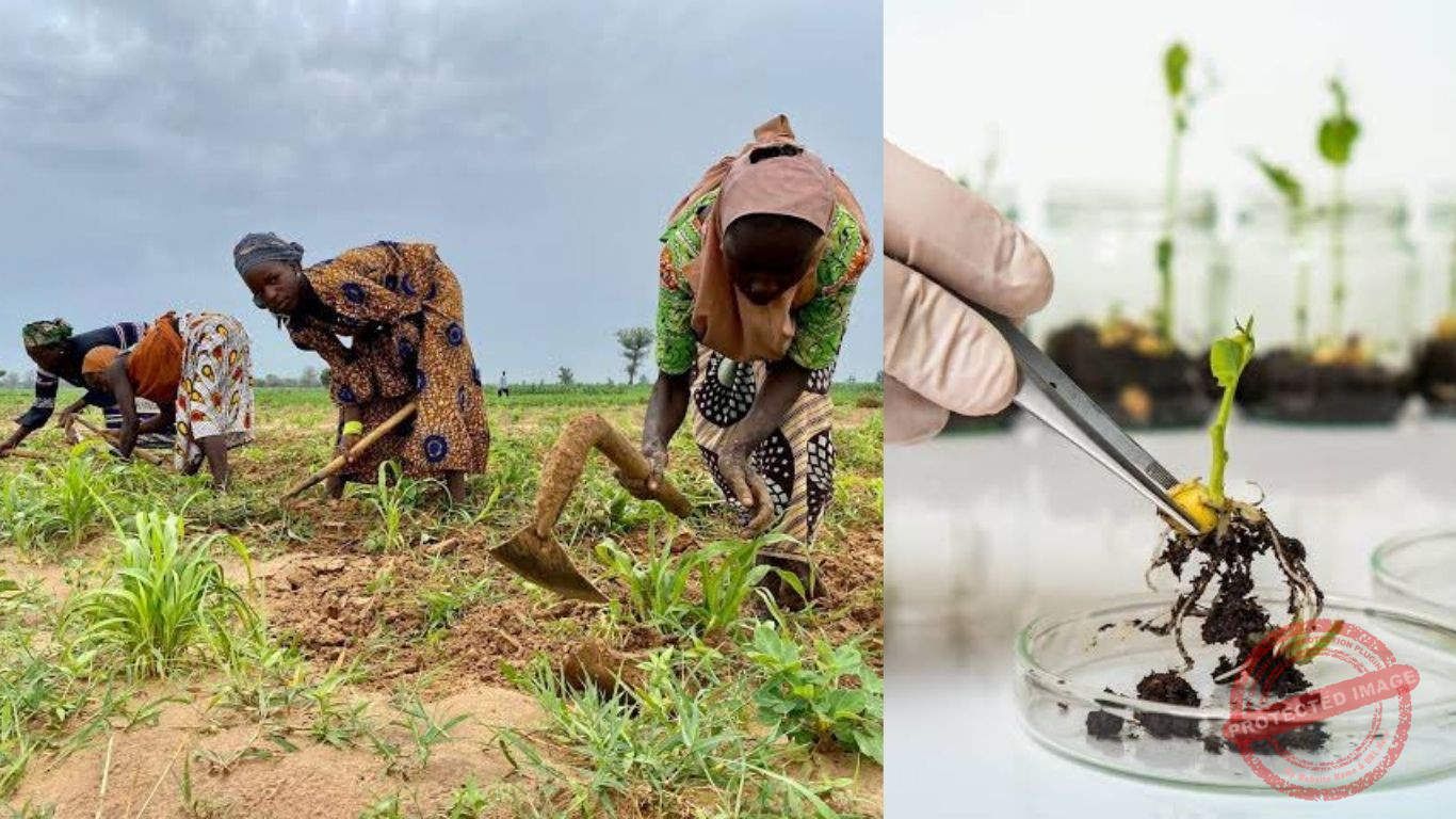 “Mutant Rice or Silent Risk?” – Aproko Doctor Faces Heat Over Bill Gates GMO Push in Nigeria
