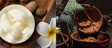 Nigeria Suspends Raw Shea Exports to Capture $6.5bn Global Market and Empower Women Farmers
