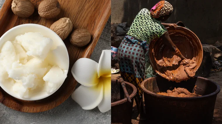 Nigeria Suspends Raw Shea Exports to Capture $6.5bn Global Market and Empower Women Farmers