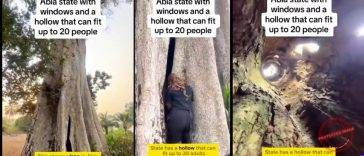 Amakama Wonder Tree Nigeria’s Living Wooden Cave That Shelters 20 People