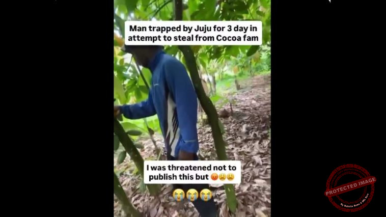 Who Said Juju No Dey Man Trapped for 3 Days by Charm While Trying to Steal Cocoa in Ghana