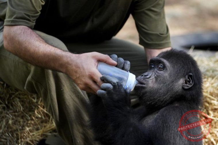 gorilla baby